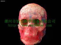 【鑄型標本-圖為頭部動靜脈鑄型標本(正面)】my-01,價格,廠家,圖片,供應商,庫存辦公、文教用品,漯河市盟友教學設備 - 產品庫 - 阿土伯交易網