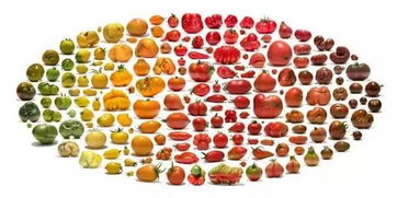 千禧果是個什么果 關于 千禧果,圣女果 的是是非非