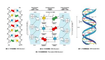 高二生物知識點 光合作用