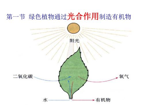 綠色植物通過光合作用制造有機(jī)物 生物界的基礎(chǔ)過程