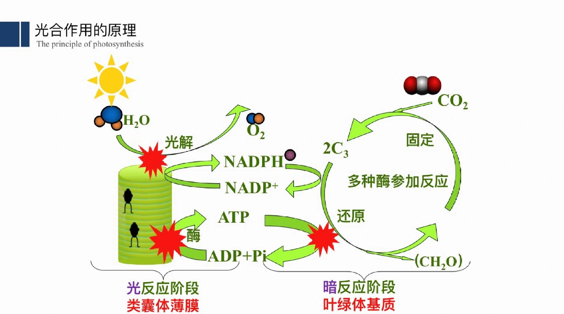 高中生物光合作用知識全解析